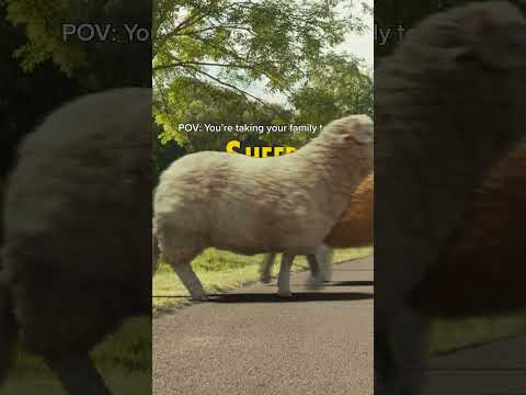 pMYmOn5vutY